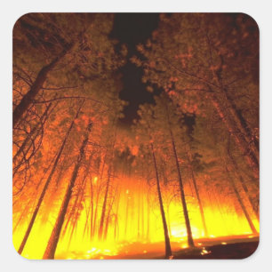Adesivo Quadrado Incêndio na Floresta
