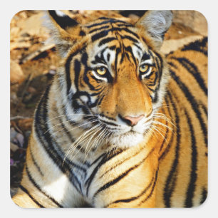 Adesivo Quadrado Índia, Sawai Madhopur, Ranthambore Nacional