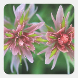 Adesivo Quadrado Indian Paintbrush, Banff NP, Alberta, Canadá