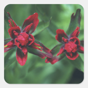 Adesivo Quadrado Indian Paintbrush, Banff NP, Alberta, Canadá 2