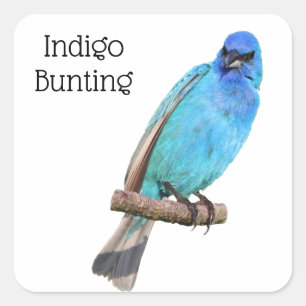 Adesivo Quadrado Indigo Bunting
