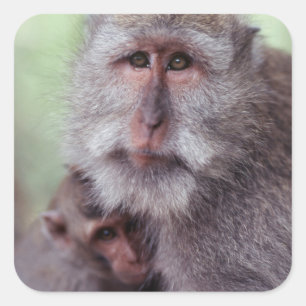 Adesivo Quadrado Indonésia, Bali, Ubud, Macaco-de-cauda-longa