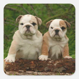 Adesivo Quadrado Inglês Buldogue Puppy Dog Love Sticker / Seal