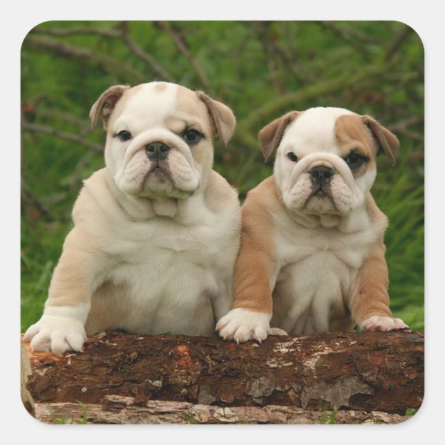Adesivo Quadrado Inglês Buldogue Puppy Dog Love Sticker / Seal (Frente)