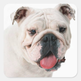 Adesivo Quadrado Inglês Buldogue Puppy Dog Sticker / Selo