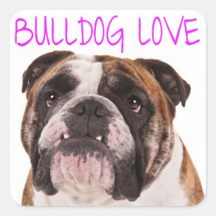 Adesivo Quadrado Inglês Bulldog Puppy Dog Roxo Amor