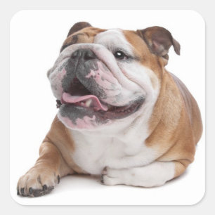 Adesivo Quadrado Inglês Bulldog Puppy Dog Sticker
