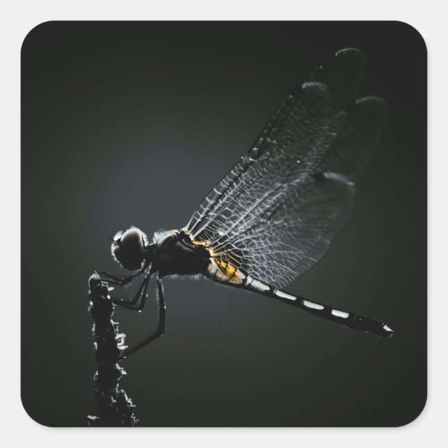 Adesivo Quadrado Inseto - Asas Dragonfly (Frente)