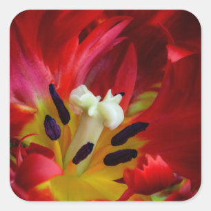 Adesivo Quadrado Interior da flor de tulipa papagaio