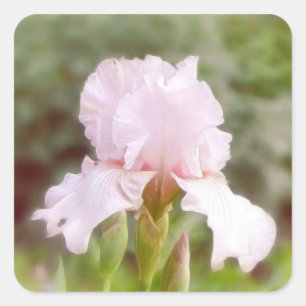 Adesivo Quadrado Íris cor-de-rosa - vaidade