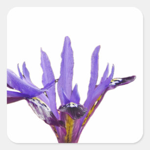 Adesivo Quadrado Iris Flowers Sticker