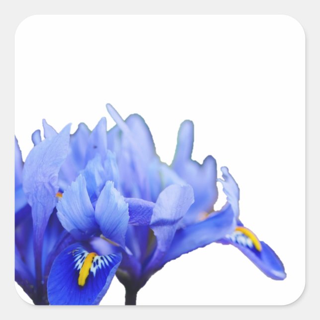 Adesivo Quadrado Iris Flowers Sticker (Frente)