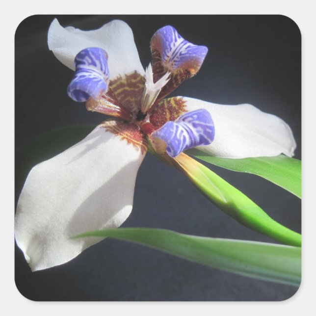 Adesivo Quadrado Iris Sticker impressionante (Frente)