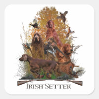 Irish Setter com faisão