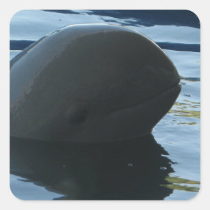 Adesivo Quadrado Irrawaddy Dolphin Peek-A-Boo