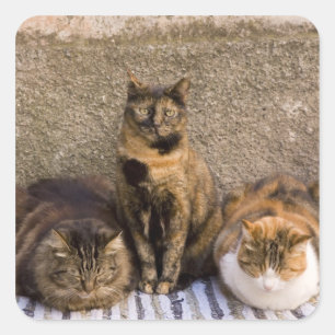 Adesivo Quadrado Itália, Cinque Terre, Vernazza. Três gatos