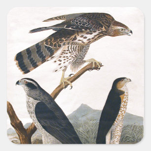Adesivo Quadrado J. J. Audubon (Goshawk, Stanley Hawk) (1829)