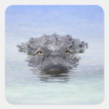 Jacaré Americano – Lake Apopka Wildlife Drive