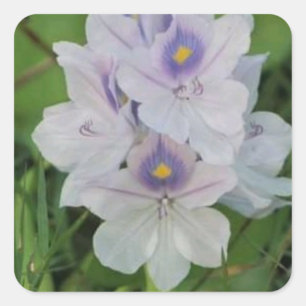 Adesivo Quadrado Jacinto de Água em Flor - Flor Aquática Tropical
