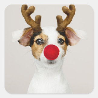 ADESIVO QUADRADO JACK RUSSEL TERRIER COMO REINDEER STICKER