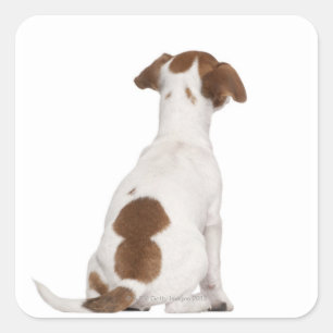 Adesivo Quadrado Jack Russell Terrier cachorrinho (3 meses)
