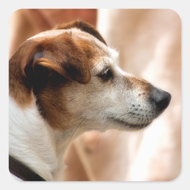 ADESIVO QUADRADO JACK RUSSELL TERRIER DOG (Frente)