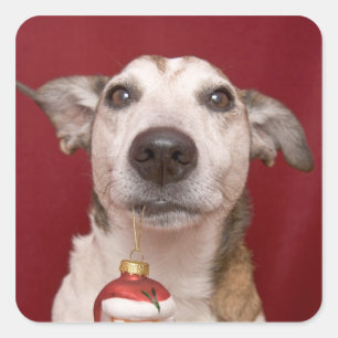 Adesivo Quadrado Jack Russell Terrier que guardara enfeites de