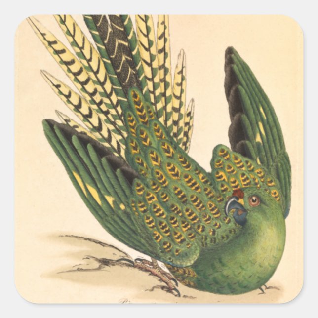 Adesivo Quadrado James Sowerby Ground Parrot, Psittacus terrestris (Frente)