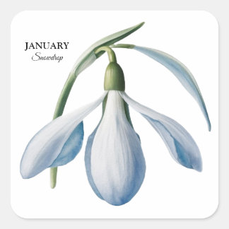 Adesivo Quadrado Jan Snowdrop Bloom - Presente Personalizado