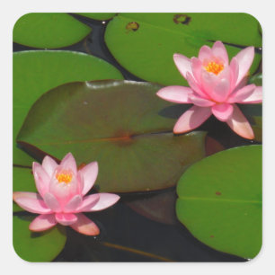 Adesivo Quadrado Jardim cor-de-rosa do lírio de água dos lótus,