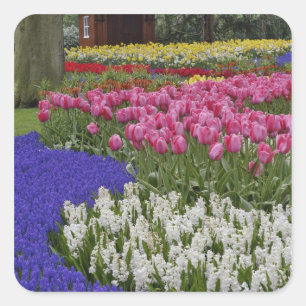 Adesivo Quadrado Jardim de jacintos de uva, jacintos e tulipas,