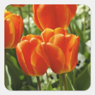 Adesivo Quadrado Jardim de Tulipas da Primavera