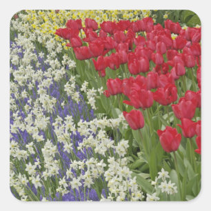Adesivo Quadrado Jardim de tulipas e narcisos, Jardins Keukenhof,