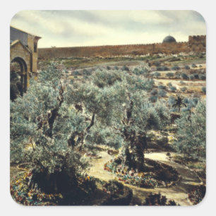 Adesivo Quadrado Jardim do vintage de Gethsemane Jerusalem Israel