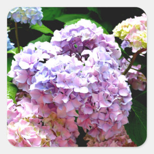 Adesivo Quadrado Jardim Hydrangea, rosa, azul, floral roxo