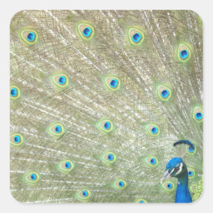 Adesivo Quadrado Jardim zoológico de Joanesburgo, província de