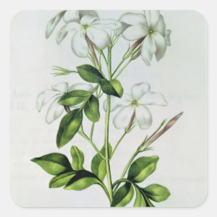 Adesivo Quadrado Jasmine, de La Guirlande de Julie