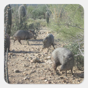 Adesivo Quadrado Javelina Stickers
