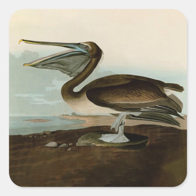 Adesivo Quadrado John James Audubon Brown Pelican Trabalho de arte  (Frente)