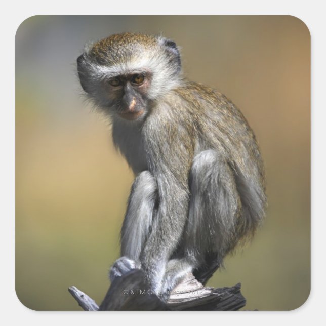 Adesivo Quadrado Jovem Vervet Monkey (Cercopithecus aethiops) em (Frente)