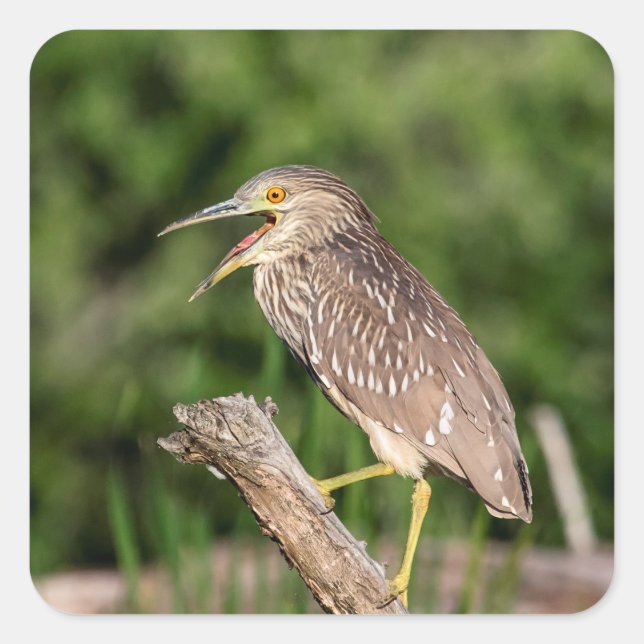 Adesivo Quadrado Juvenile Black Crowned Night Heron (Frente)