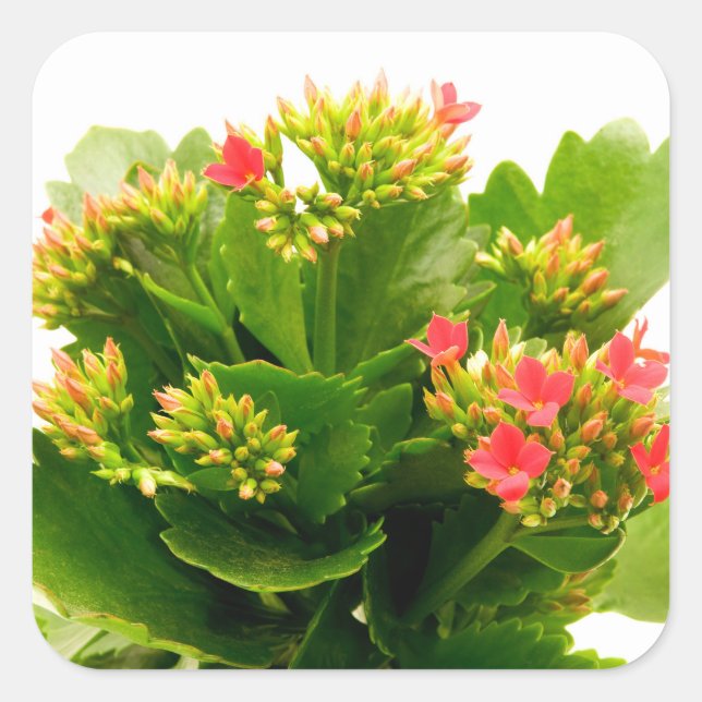 Adesivo Quadrado Kalanchoe blossfeldiana (Frente)