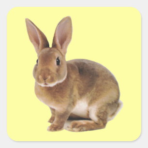 Adesivo Quadrado Kawaii Cute Bunny Rabbit
