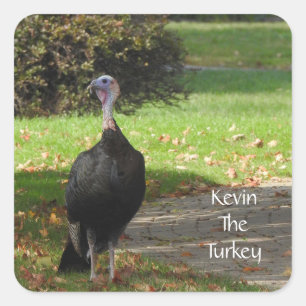 Adesivo Quadrado Kevin The Turkey - Old Wethersfield, CT