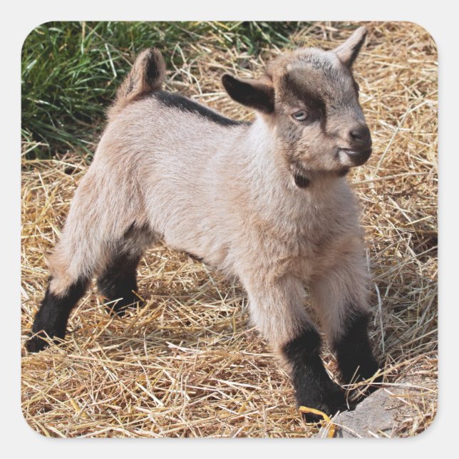 Adesivo Quadrado Kid Sticker (Frente)