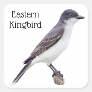 Adesivo Quadrado Kingbird Oriental