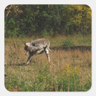 Adesivo Quadrado Kissing Bumbum Donkey