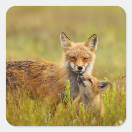 Adesivo Quadrado Kit de Red Fox Olhando para Momma Vixen Stickers