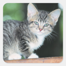 Adesivo Quadrado Kitten