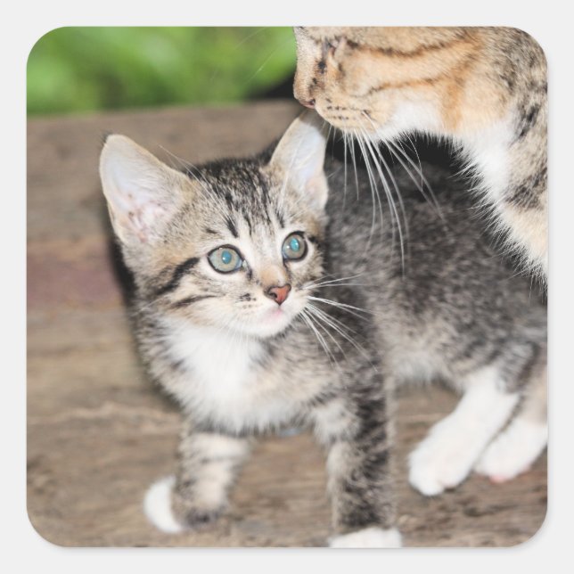 Adesivo Quadrado Kitten (Frente)